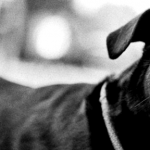 copy-banner-hund.png